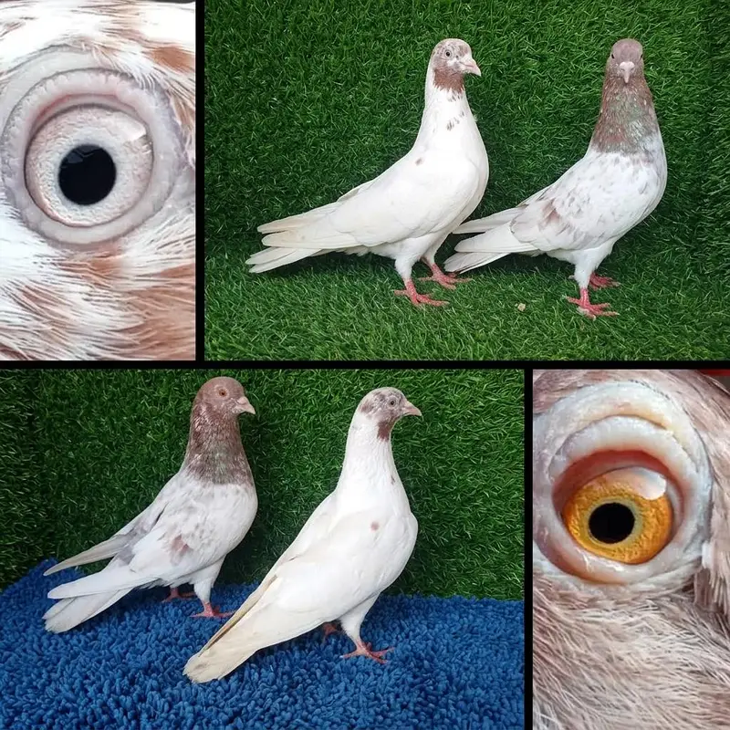 13 pairs joro waly/tedi /rampuri/lakhy pigeon . . . 03201447384 — photo 6