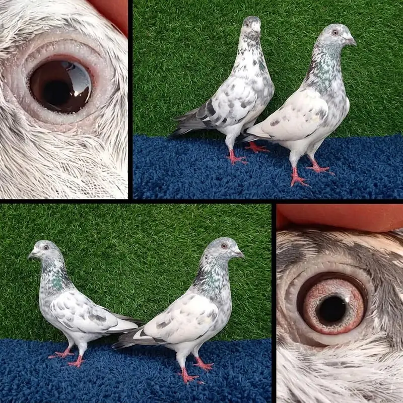 13 pairs joro waly/tedi /rampuri/lakhy pigeon . . . 03201447384 — photo 7