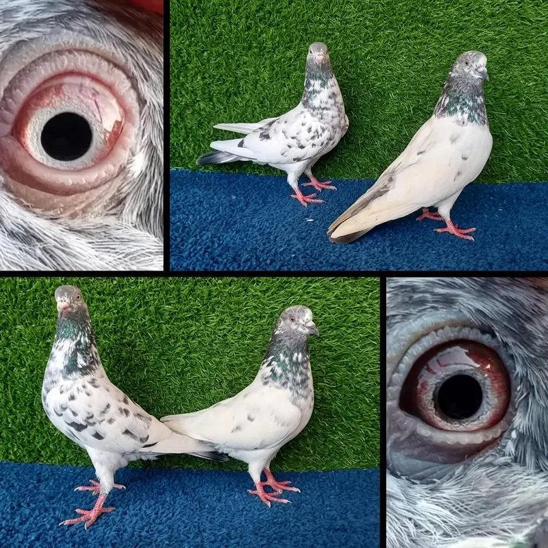 13 pairs joro waly/tedi /rampuri/lakhy pigeon . . . 03201447384 — photo 8