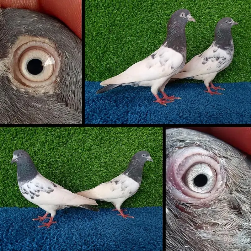 13 pairs joro waly/tedi /rampuri/lakhy pigeon . . . 03201447384 — photo 9