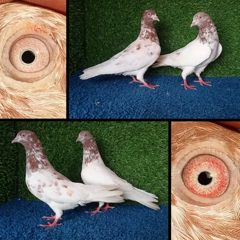 13 pairs joro waly/tedi /rampuri/lakhy pigeon . . . 03201447384 — photo 11