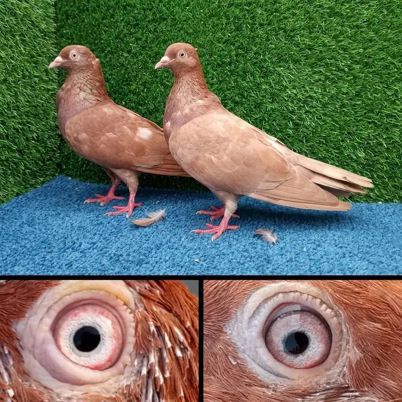 13 pairs joro waly/tedi /rampuri/lakhy pigeon . . . 03201447384 — photo 12