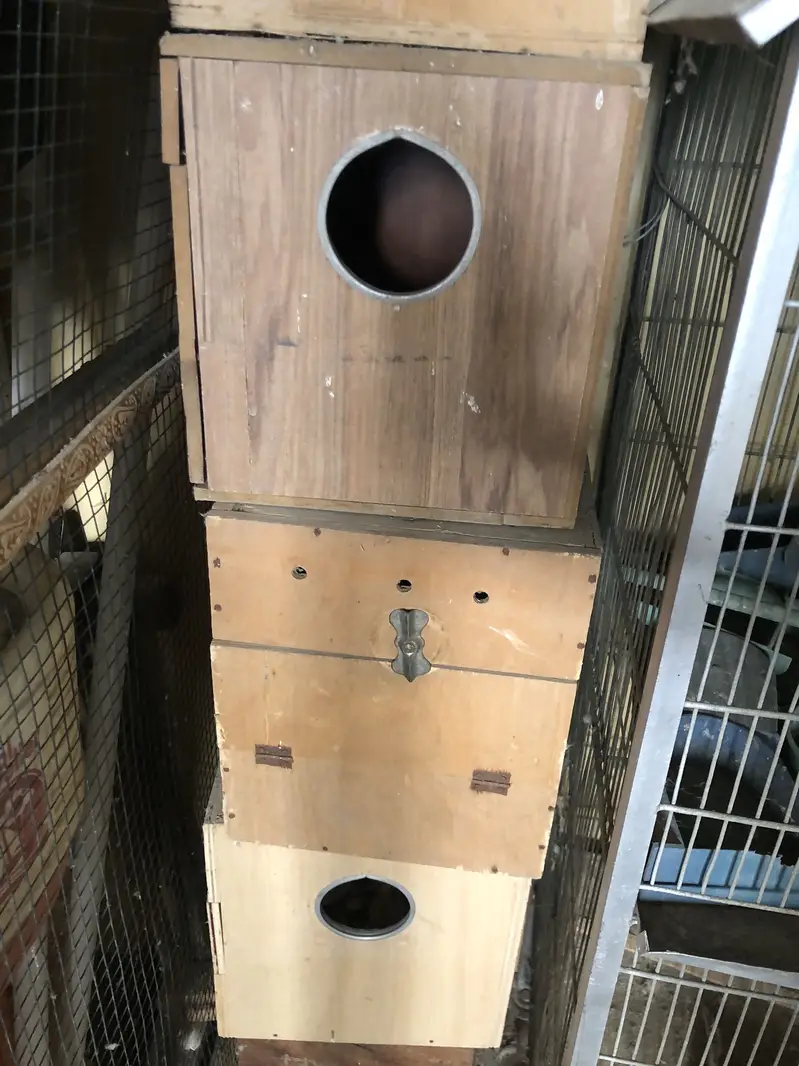 cocktail boxes and cages