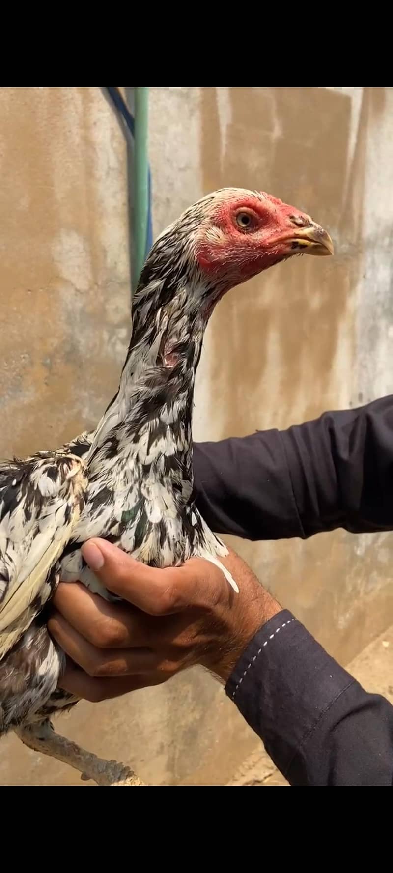 Aseel chicks 8