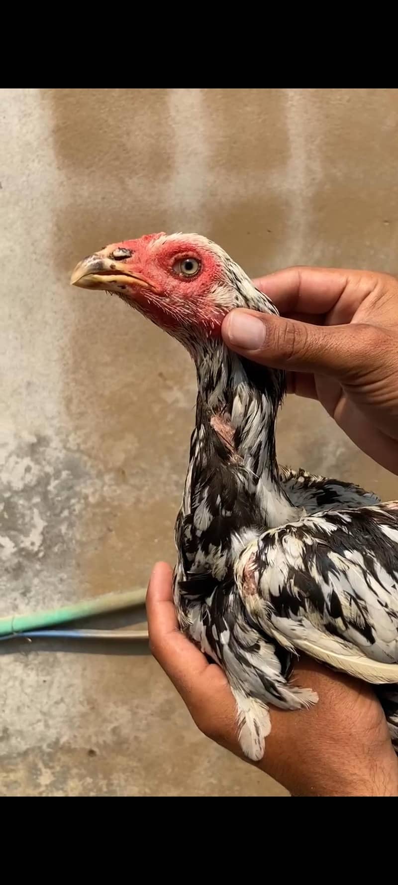 Aseel chicks 9