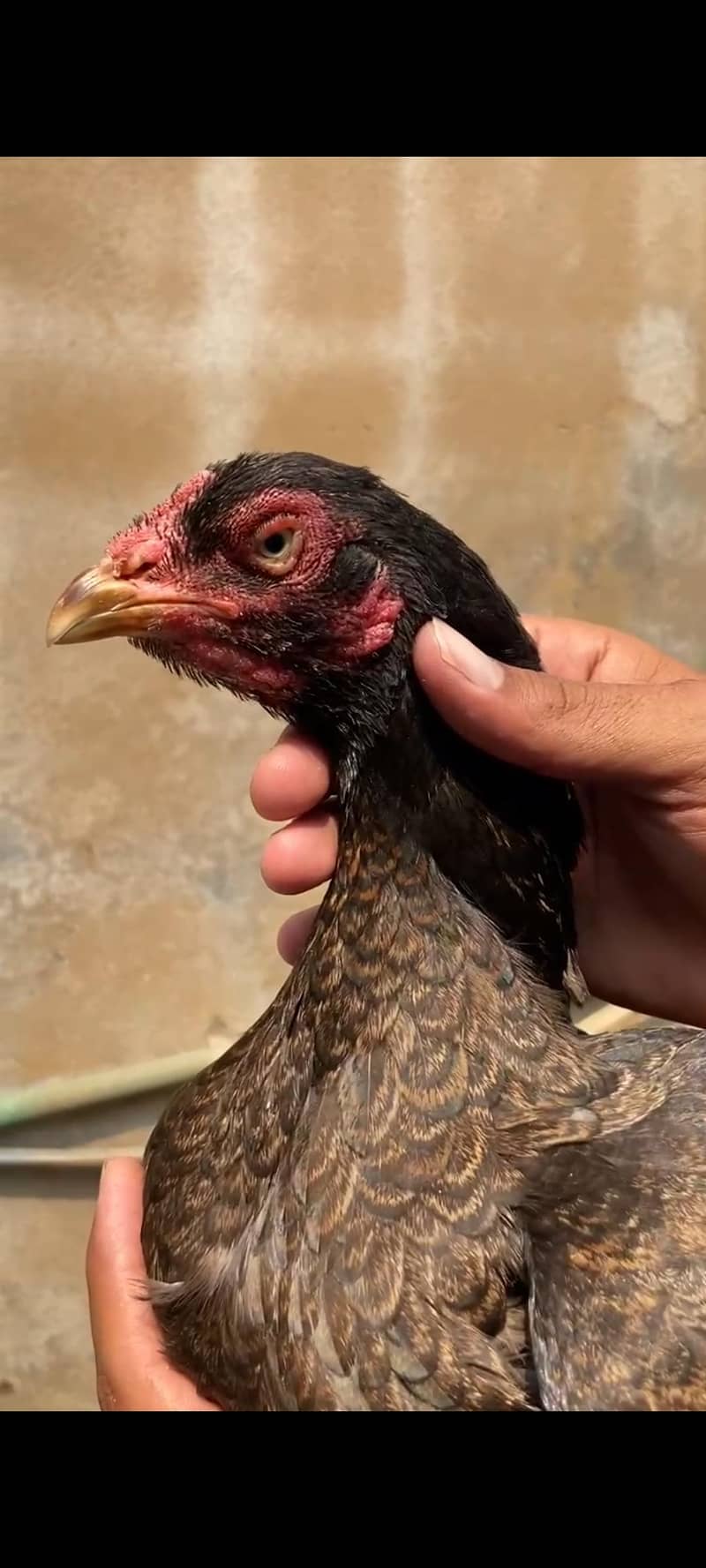 Aseel chicks 10