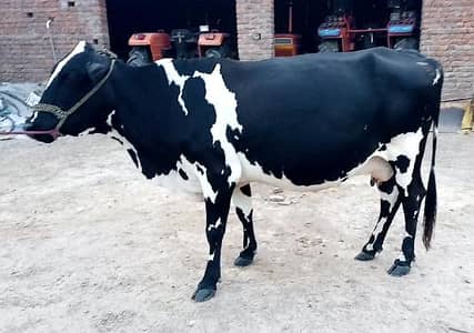 wleti cow for sale