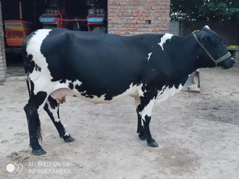 wleti cow for sale — photo 2