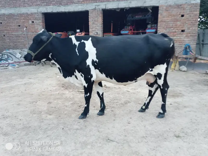 wleti cow for sale — photo 3