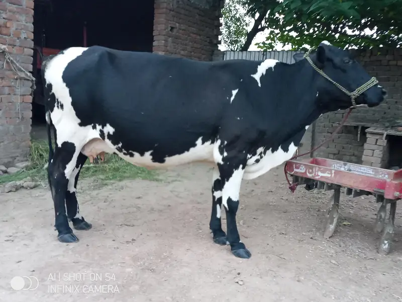 wleti cow for sale — photo 4