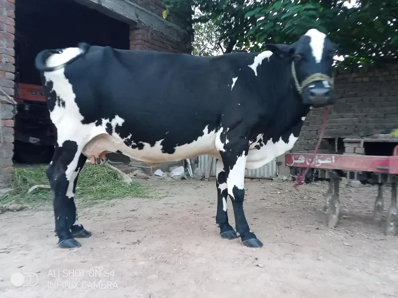 wleti cow for sale — photo 5