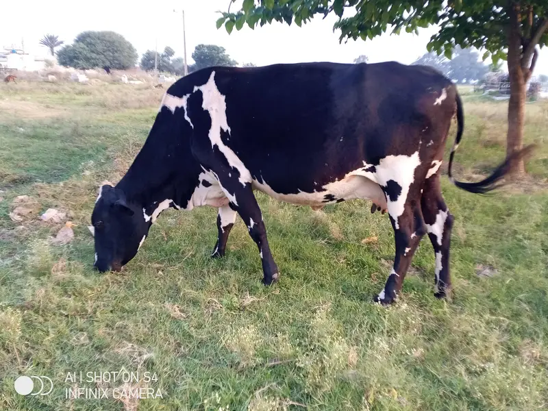 wleti cow for sale — photo 6