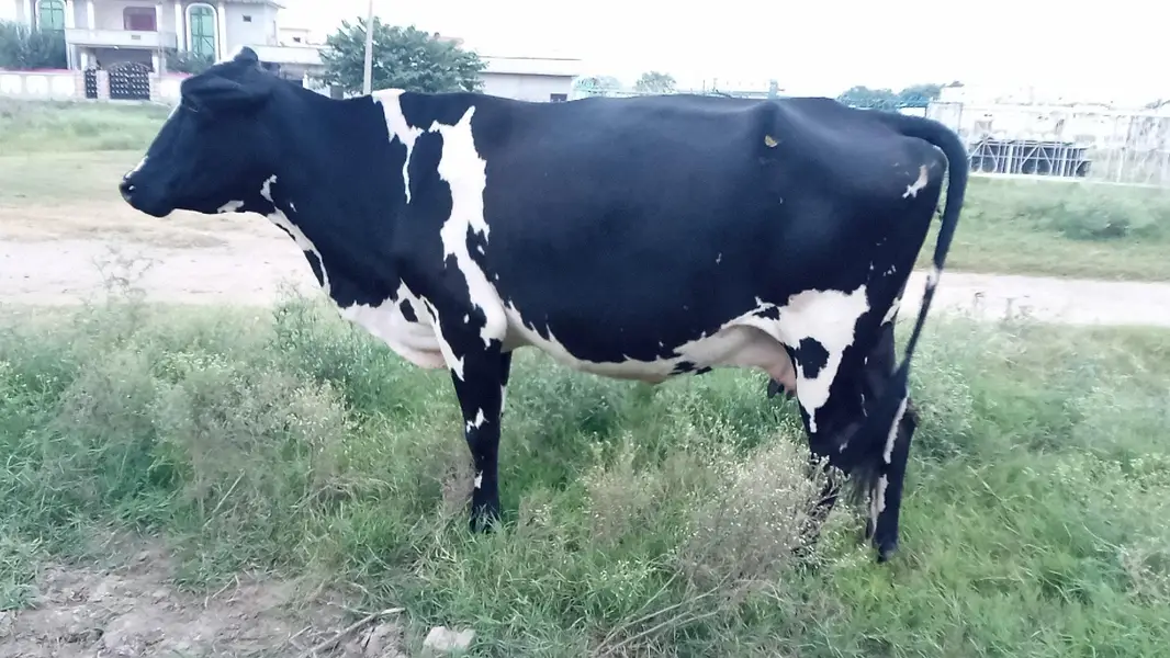 wleti cow for sale — photo 7