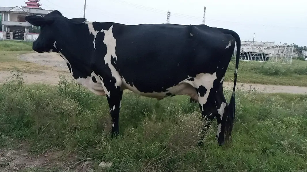 wleti cow for sale — photo 8