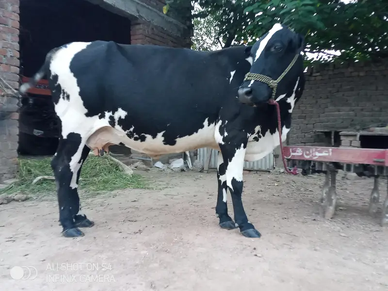 wleti cow for sale — photo 9