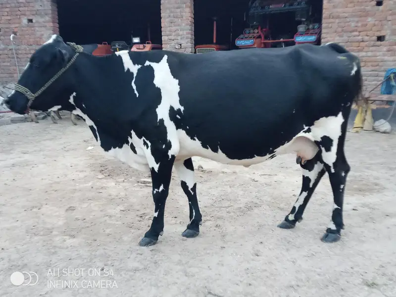 wleti cow for sale — photo 10