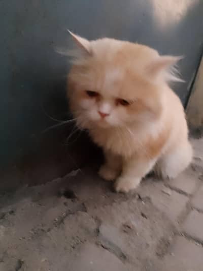 persian cat for sell triple coat friendly cat
