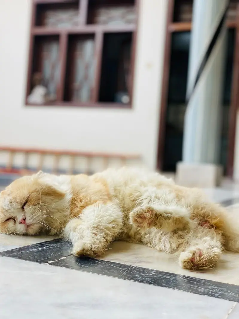 persian cat for sell triple coat friendly cat — photo 2