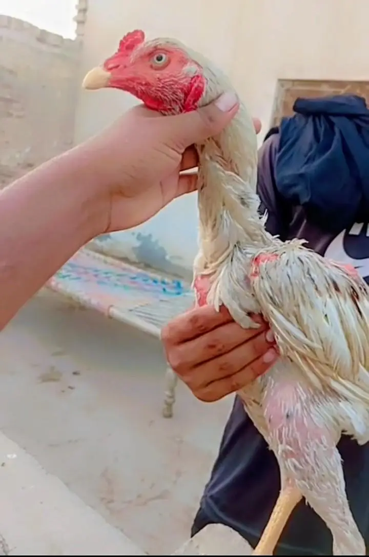 pure Pakistani aseel patha high quality old blood long hight — photo 3