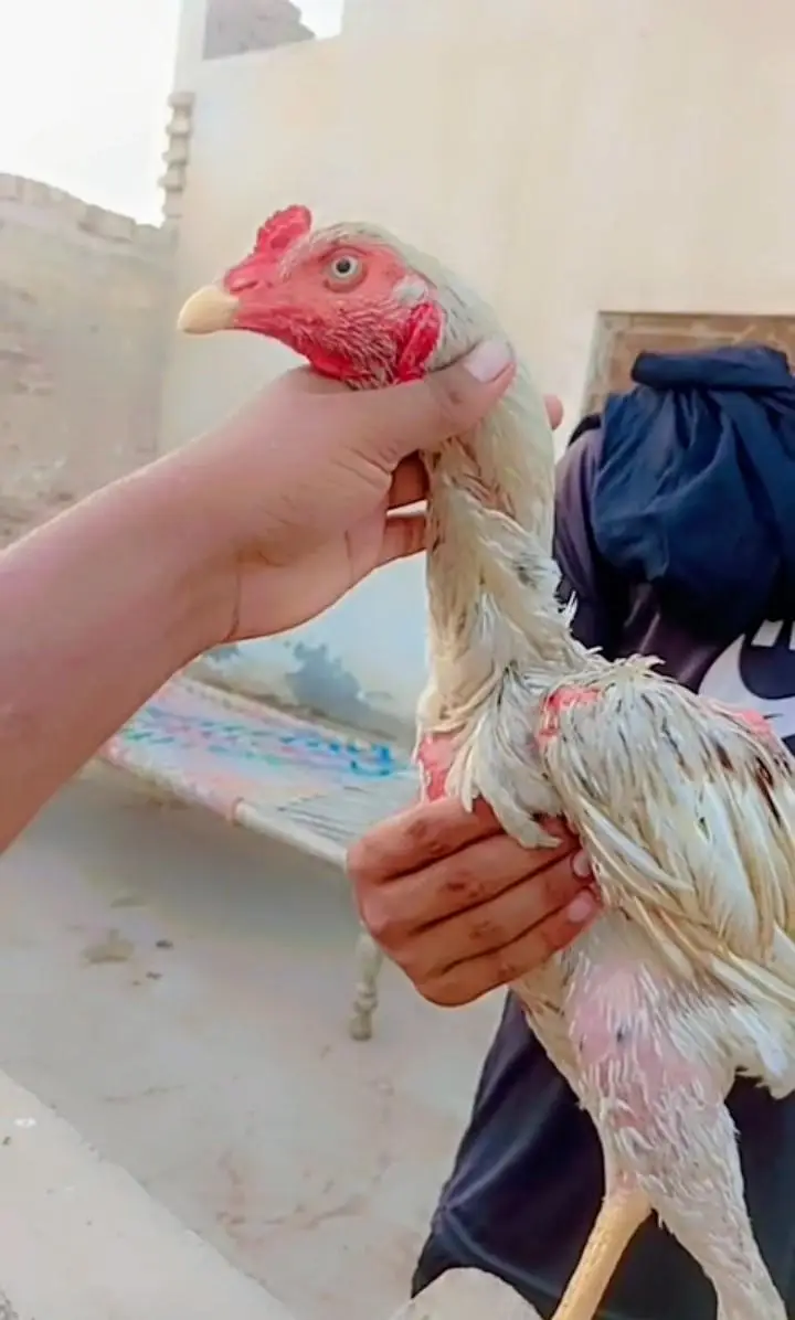 pure Pakistani aseel patha high quality old blood long hight — photo 4