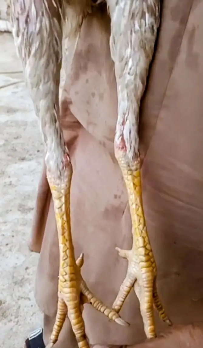 pure Pakistani aseel patha high quality old blood long hight — photo 5