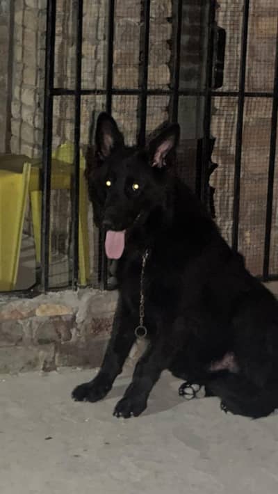 german shepherd black king size