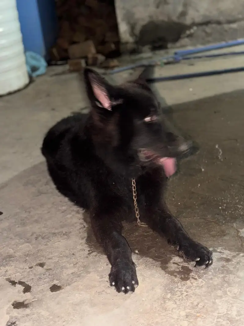 german shepherd black king size — photo 2