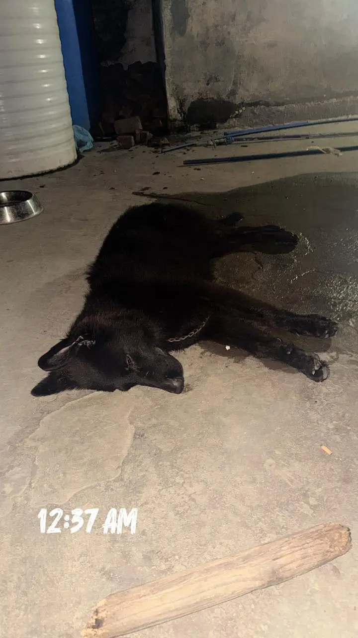 german shepherd black king size — photo 3