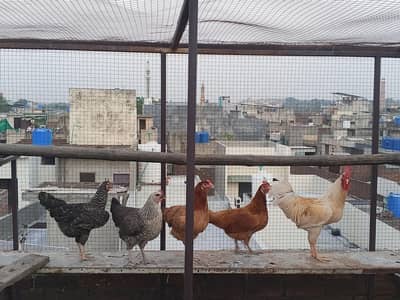 Golden Misri Hens Male female
