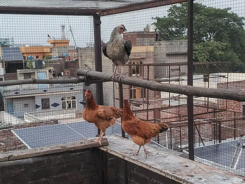 Golden Misri Hens Male female — photo 2