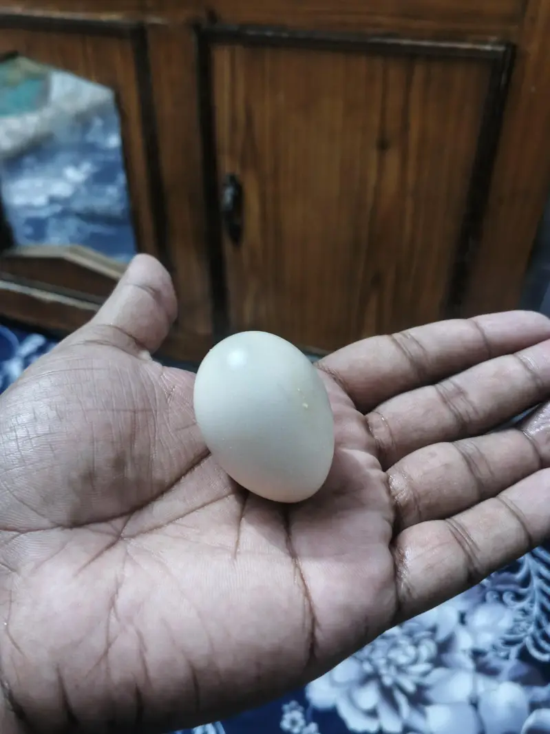 Golden Misri Hens Male female — photo 3