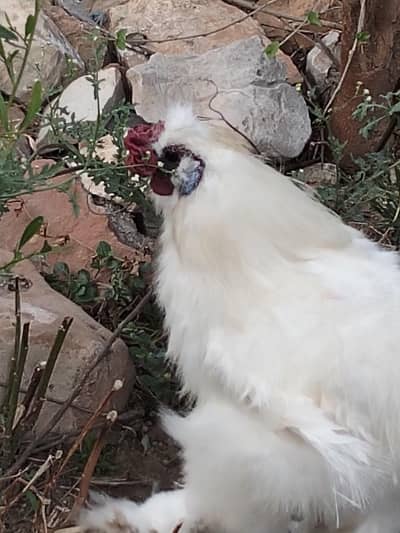 silkie male