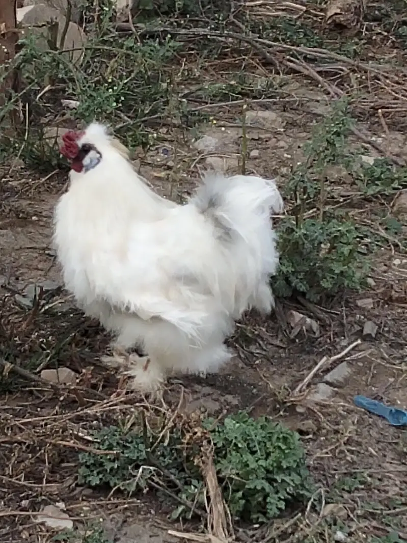 silkie male — photo 2