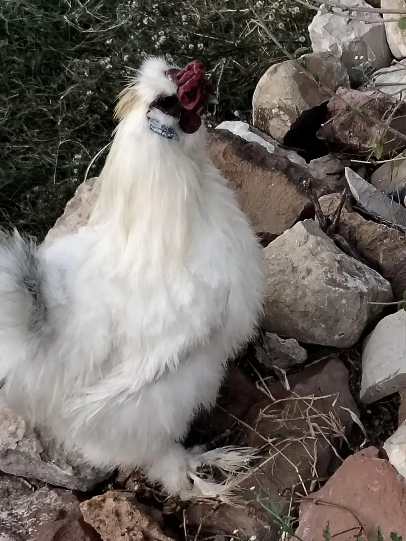 silkie male — photo 3