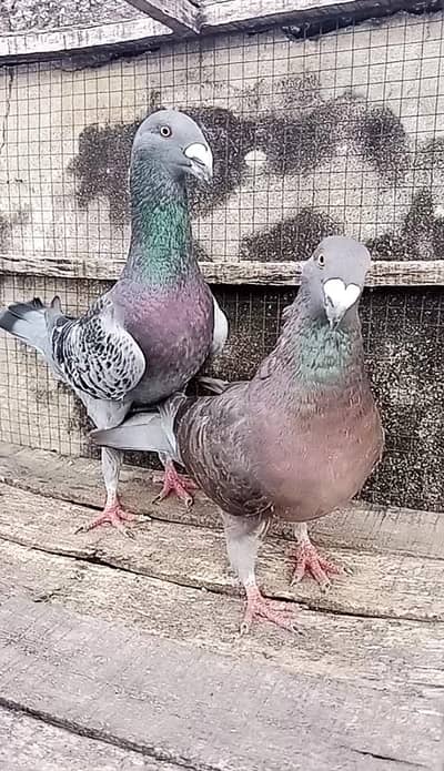 German Pigens