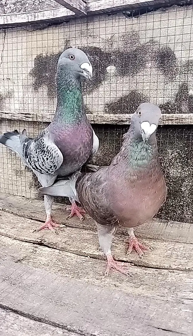 German Pigens — photo 2