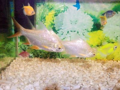 tinfiulbar fish ha haldi and active 3pic 6inch 03177834385