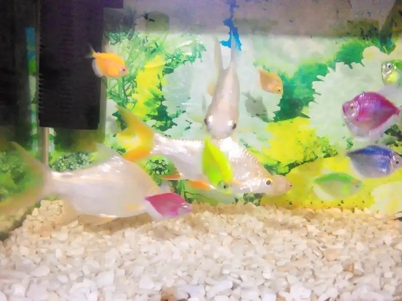tinfiulbar fish ha haldi and active 3pic 6inch 03177834385 — photo 2