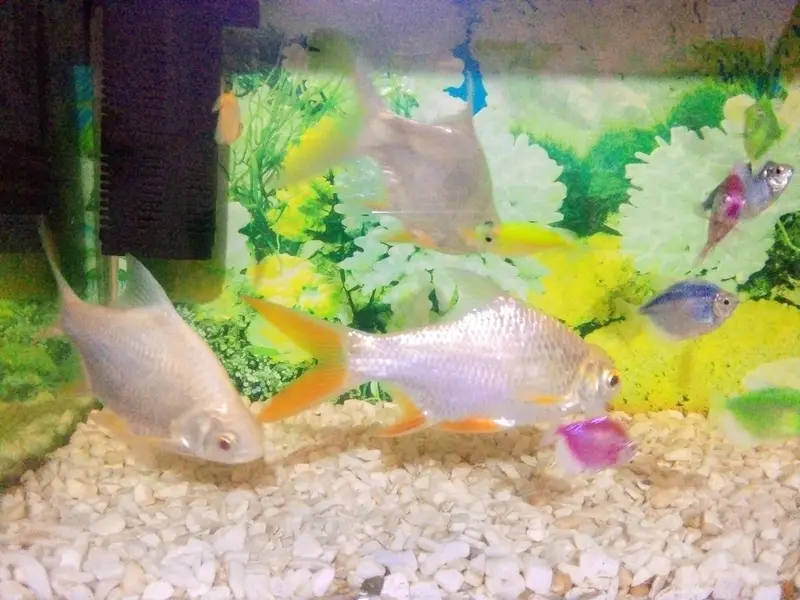 tinfiulbar fish ha haldi and active 3pic 6inch 03177834385 — photo 3