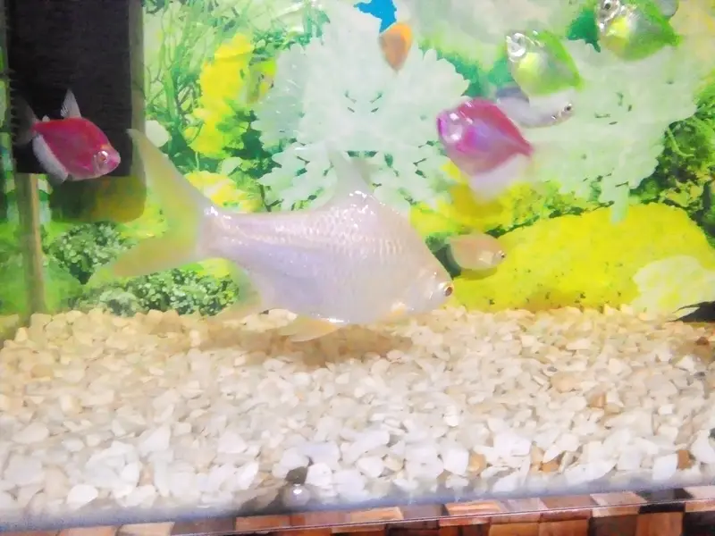 tinfiulbar fish ha haldi and active 3pic 6inch 03177834385 — photo 4