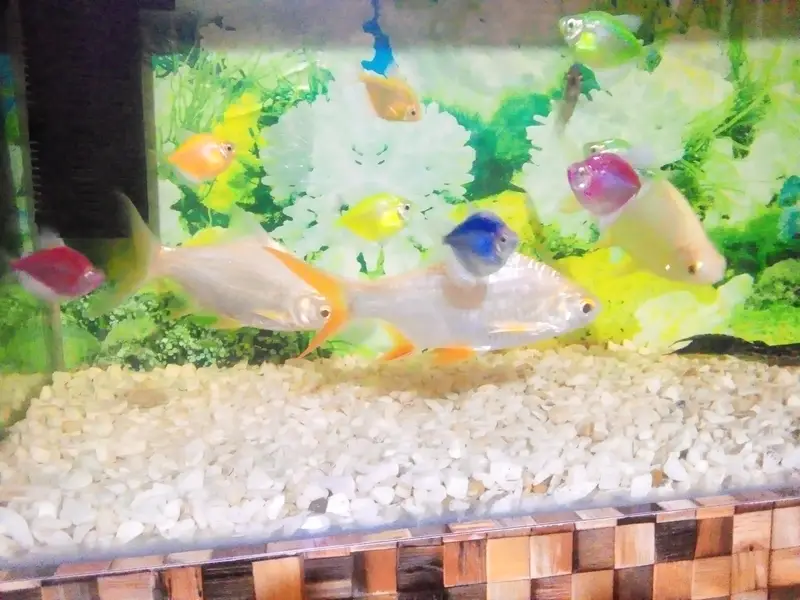 tinfiulbar fish ha haldi and active 3pic 6inch 03177834385 — photo 5