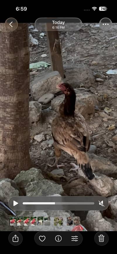 Amrohi cross female