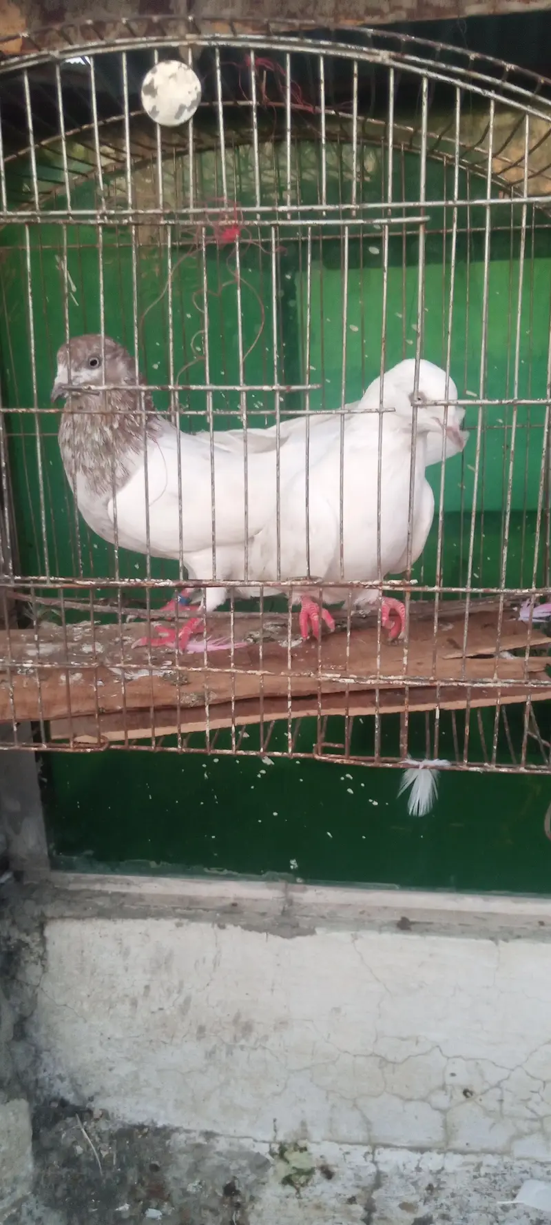 aseel pigeons — photo 3