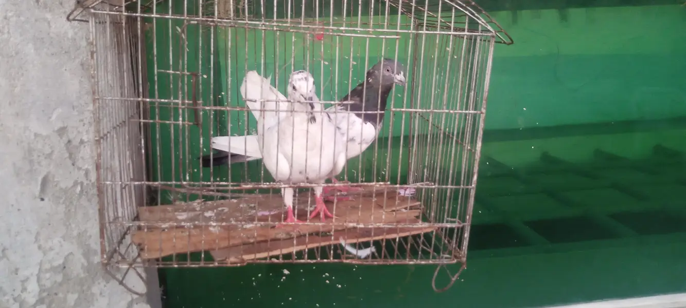 aseel pigeons — photo 4