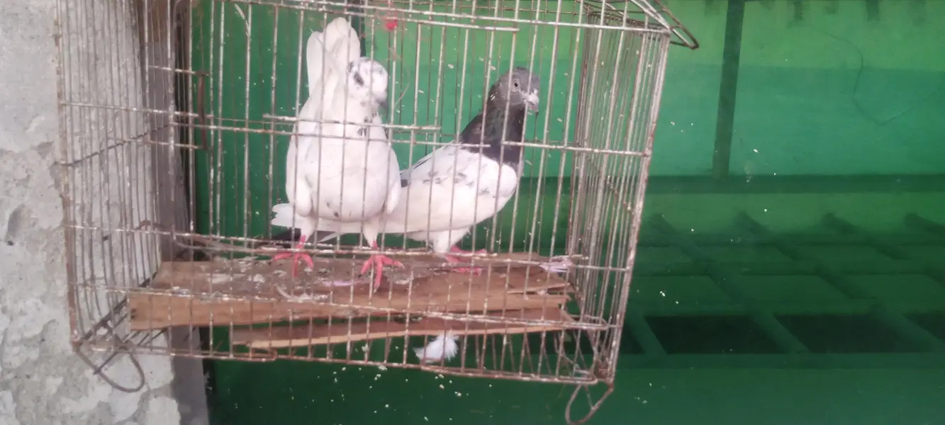 aseel pigeons — photo 5
