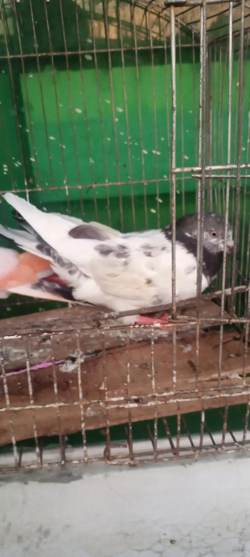 aseel pigeons — photo 6
