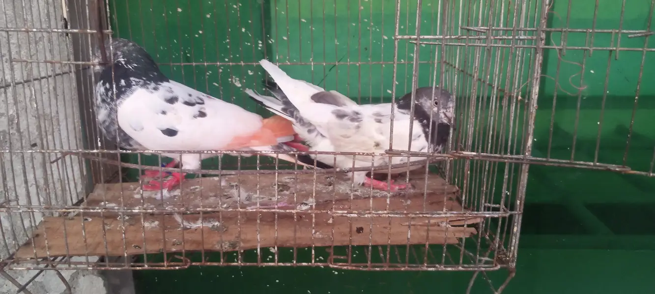 aseel pigeons — photo 7