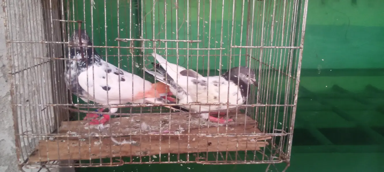 aseel pigeons — photo 8