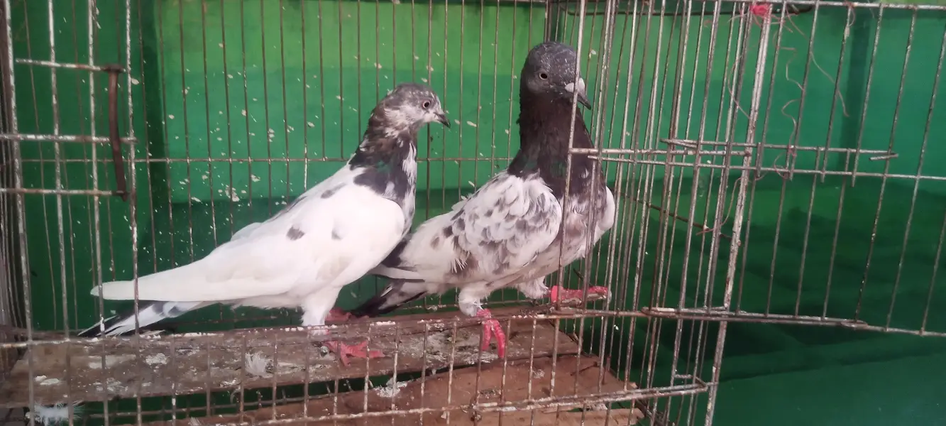 aseel pigeons — photo 9