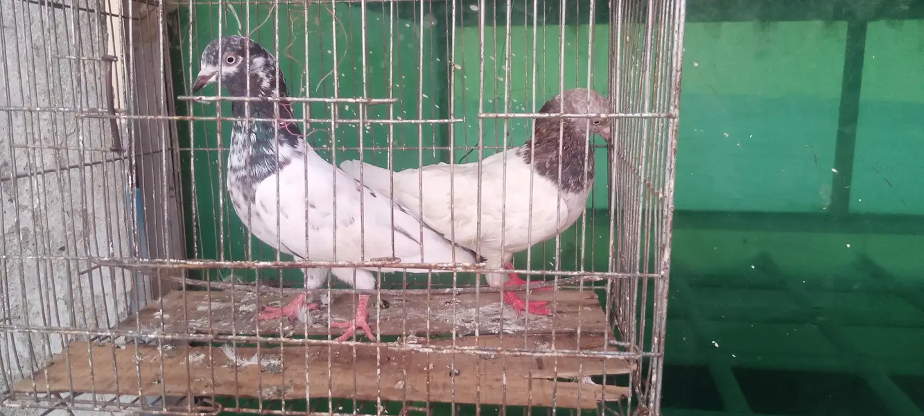 aseel pigeons — photo 10